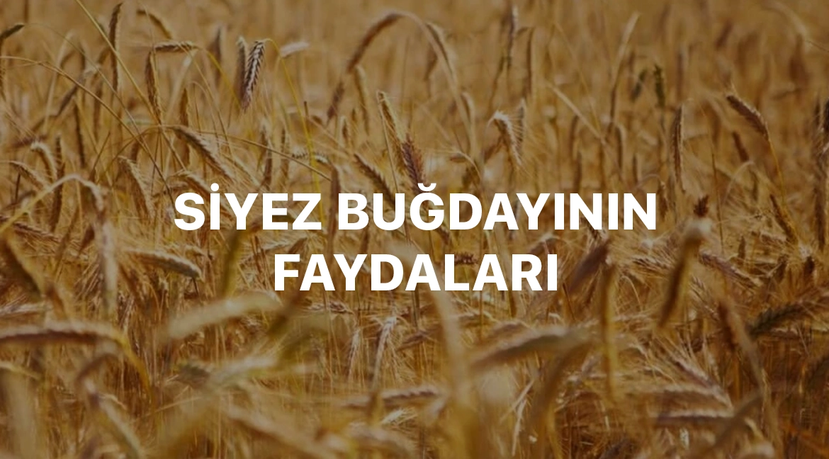 Siyez Unu ve Buğdayı Neden Bu Kadar Faydalı?
