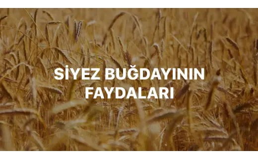 Siyez Unu ve Buğdayı Neden Bu Kadar Faydalı?